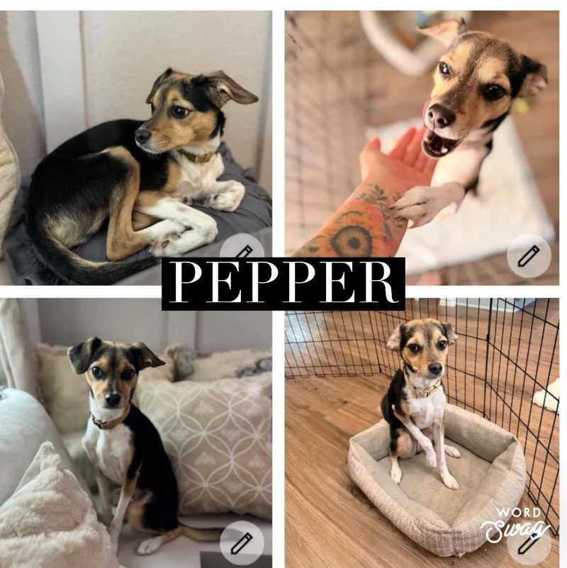 Pepper