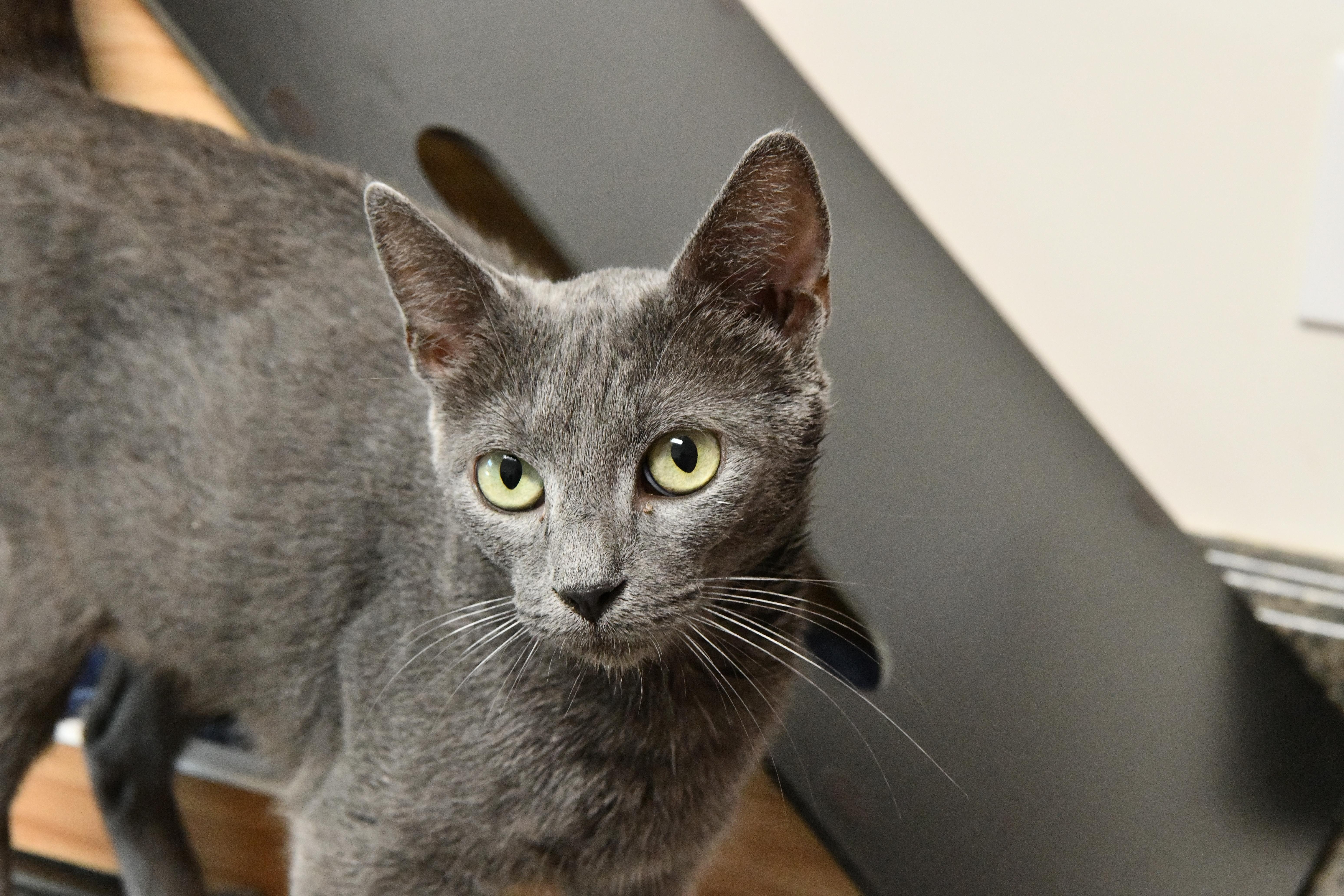 An adult medium-sized female Gray / Blue / Silver Domestic Short Hair cat named April O'Neil for adoption in Fairhope, AL