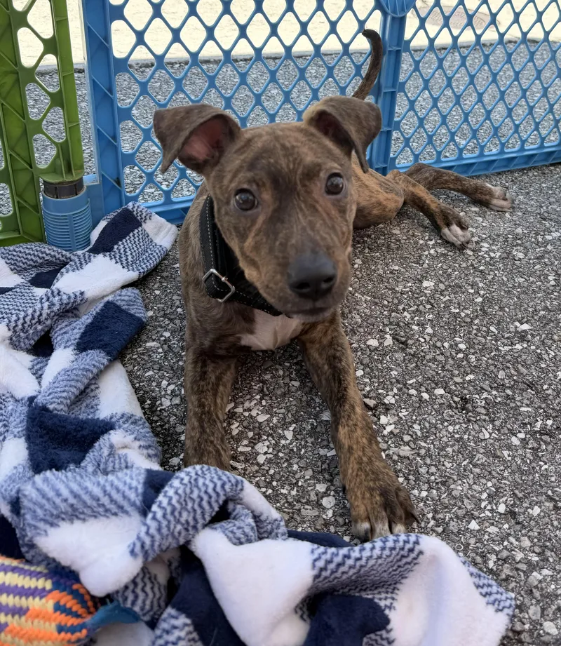 A baby medium-sized male Brindle Mountain Cur dog named King for adoption in Palm springs, FL