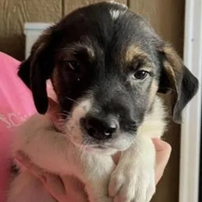 A baby small-sized female Collie dog named Bonnie for adoption in Briarcliff Manor, NY