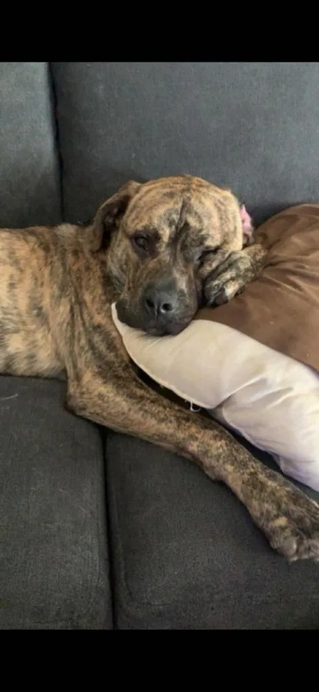 An adult large-sized male Brindle Mastiff dog named Wc Babe Pupberte Aka for adoption in Warrenton, MO