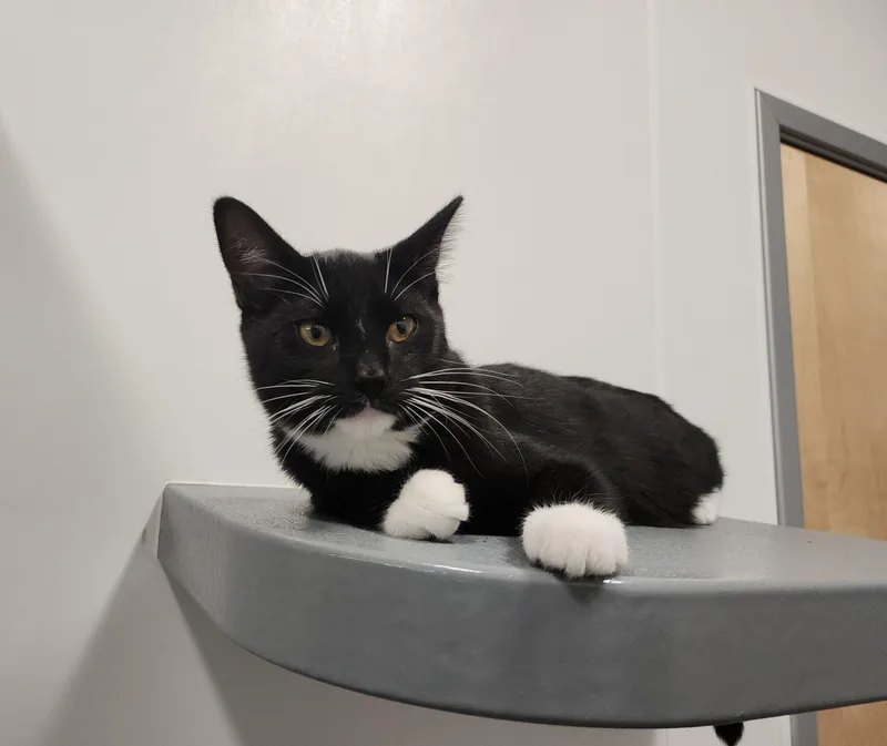 A baby medium-sized male Black Tuxedo cat named Ninja for adoption in Midvale, UT