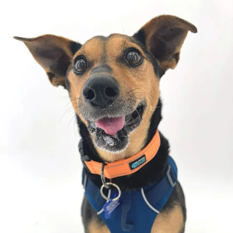 A senior medium-sized male Black Manchester Terrier dog named Swim Trunks for adoption in San Francisco, CA