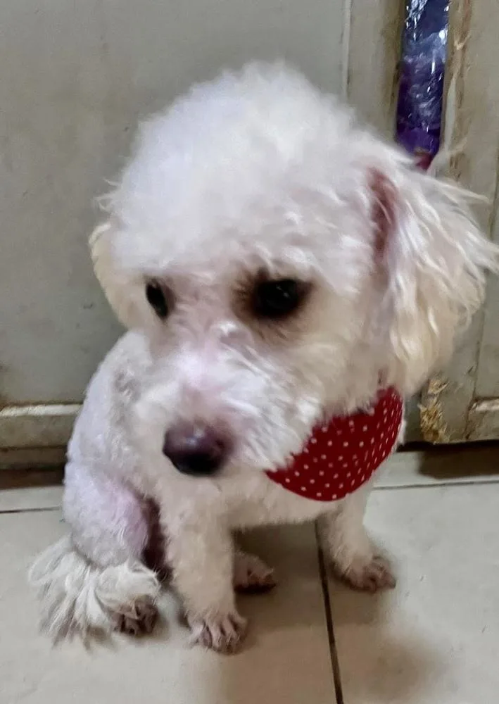 A young small-sized male White / Cream Bichon Frise dog named Milo for adoption in Escondido, CA