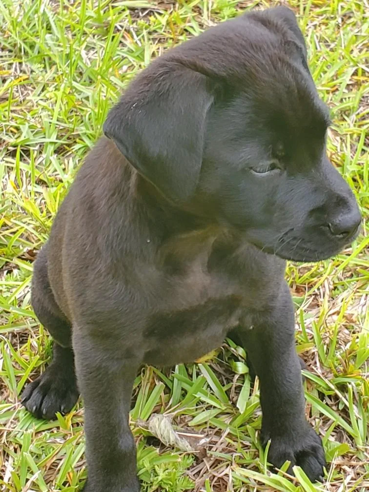 A baby medium-sized female Black Mixed Breed dog named Effie for adoption in Powell, TN