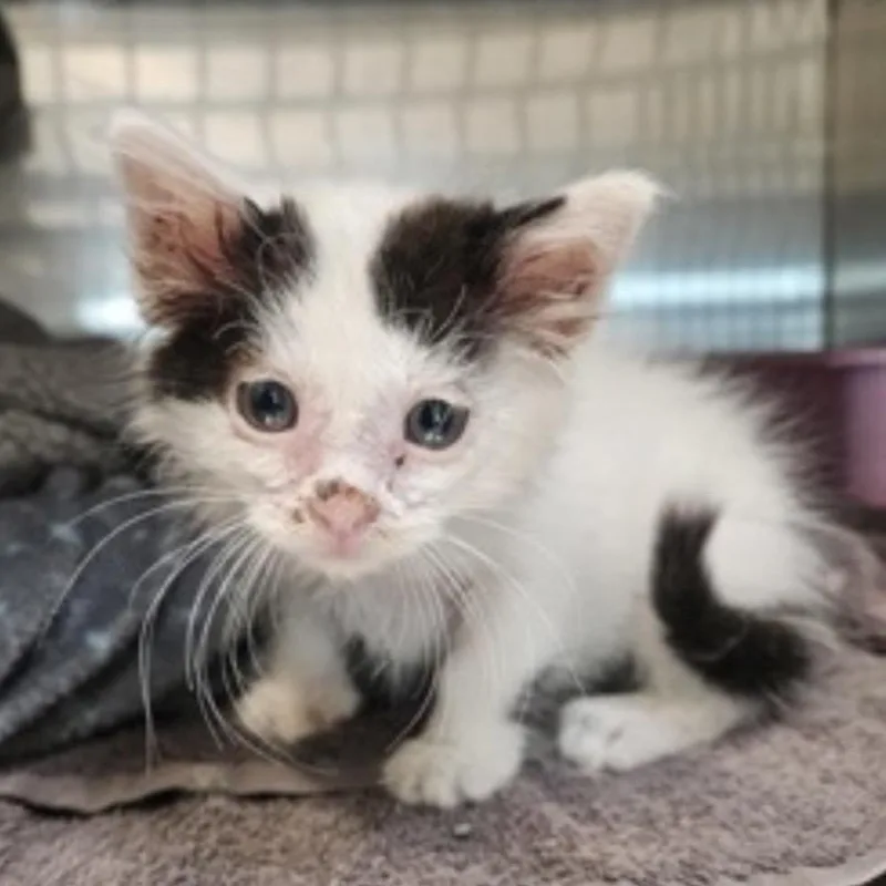 A baby small-sized male White Domestic Short Hair cat named Sonic for adoption in Midland, TX