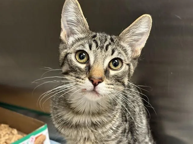 A baby small-sized male Domestic Short Hair cat named Tnr for adoption in Ontario, CA