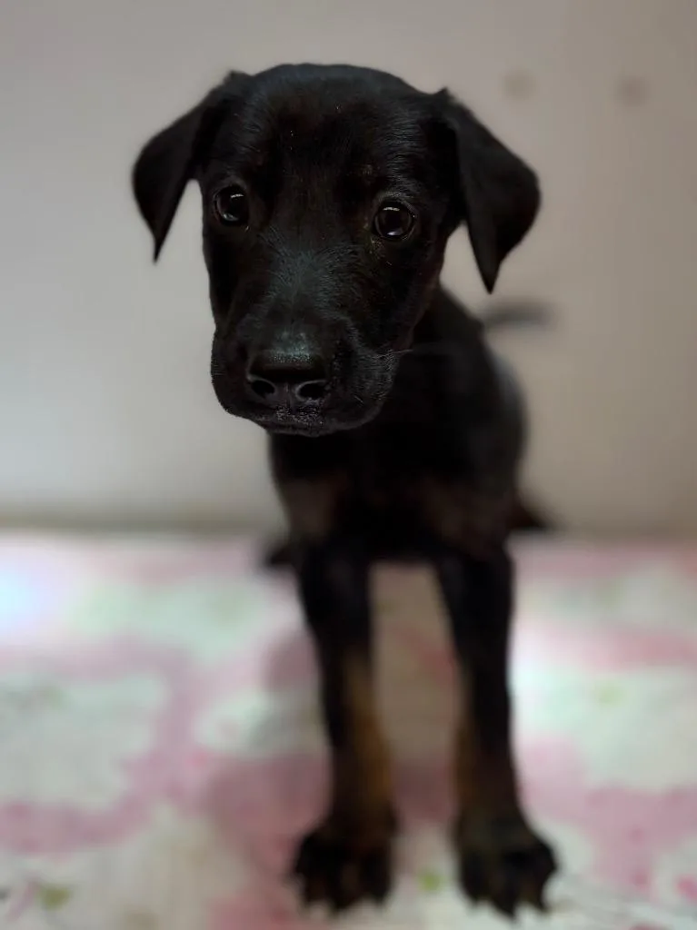 A baby large-sized female Shepherd dog named Maliyah for adoption in Lockhart, TX