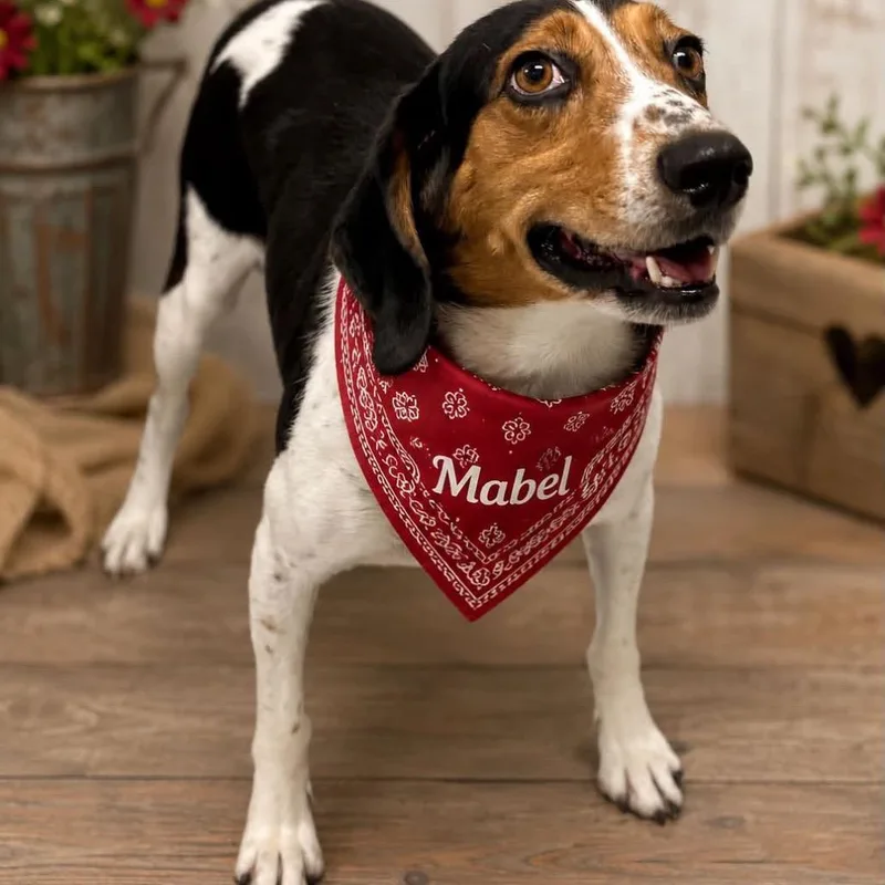 An adult medium-sized female Black Treeing Walker Coonhound dog named Mabel for adoption in Falls Church, VA