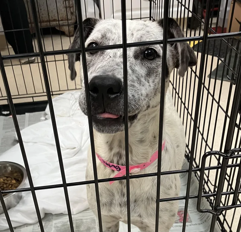 A baby medium-sized female Australian Cattle Dog / Blue Heeler dog named Buttercup for adoption in Parma, OH