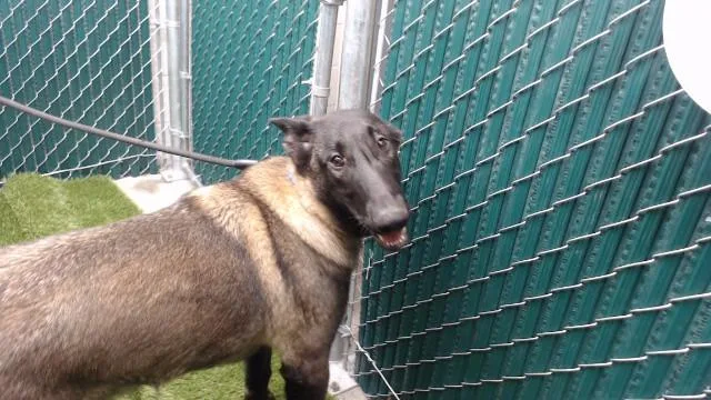 A young medium-sized male Belgian Shepherd / Malinois dog named Pendragon for adoption in Downey, CA