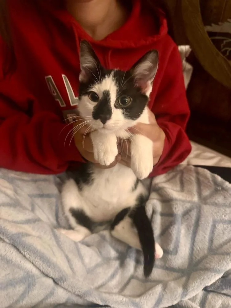 A baby small-sized female Domestic Short Hair cat named Butterbean for adoption in Groveland, MA