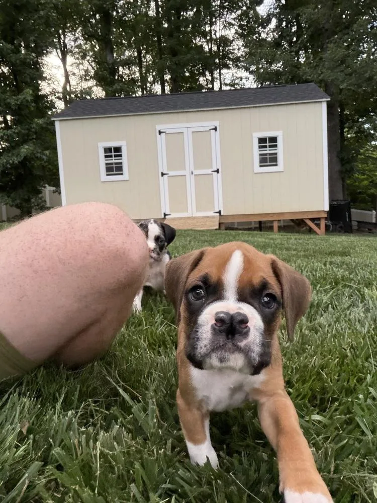 A baby large-sized male Boxer dog named Oscar for adoption in Mooresville, NC