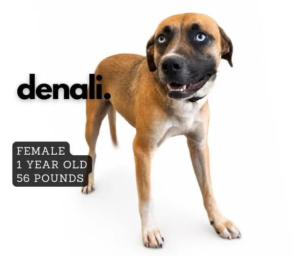 Denali