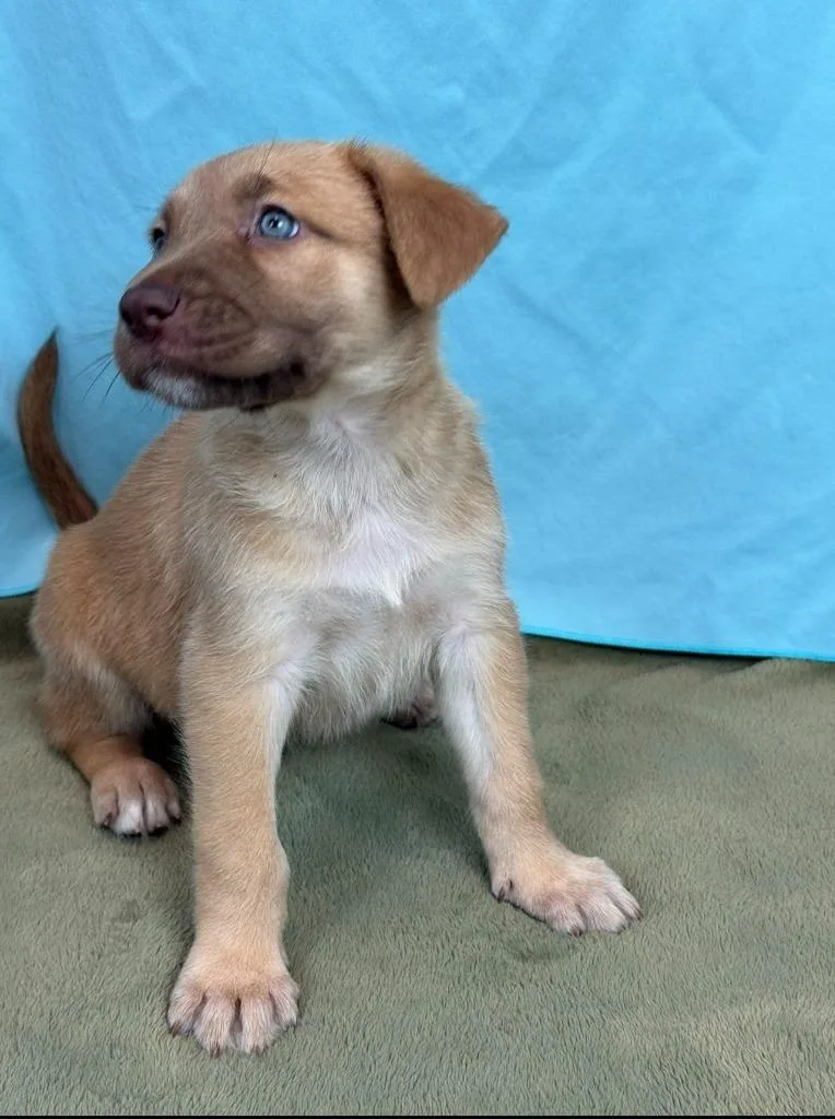 A baby medium-sized male Husky dog named Falcon for adoption in Phoenix, AZ