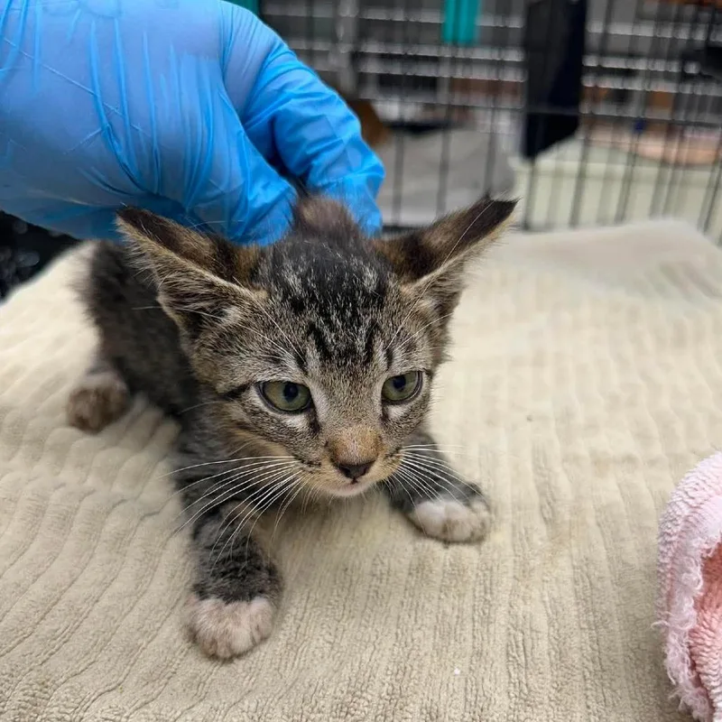 A baby small-sized male Buff / Tan / Fawn Domestic Short Hair cat named Comet for adoption in Bastrop, TX