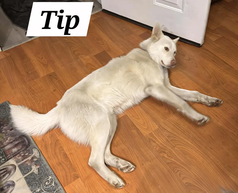 Tip