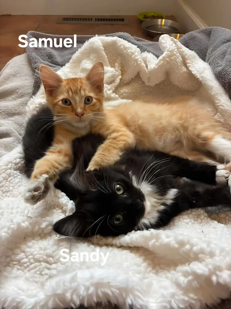 A baby medium-sized male Black & White / Tuxedo Domestic Medium Hair cat named Samuel and Sandy for adoption in Chicopee, MA