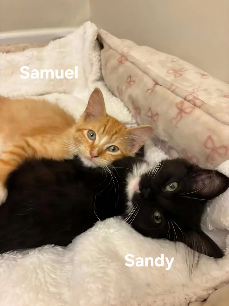 Samuel and Sandy thumbnail 2