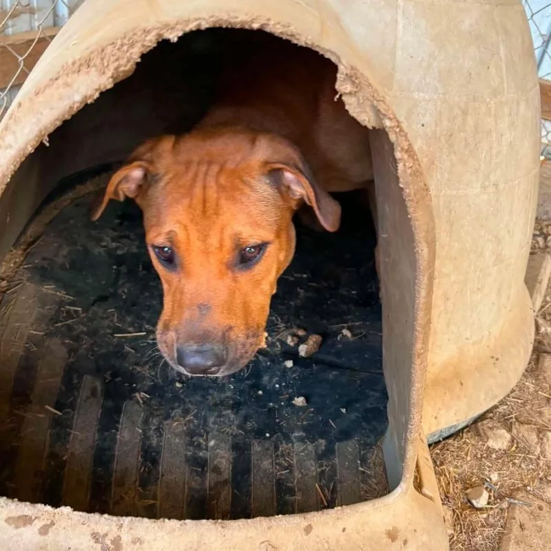 A young medium-sized male Yellow / Tan / Blond / Fawn Mixed Breed dog named Butter for adoption in Frederick, MD