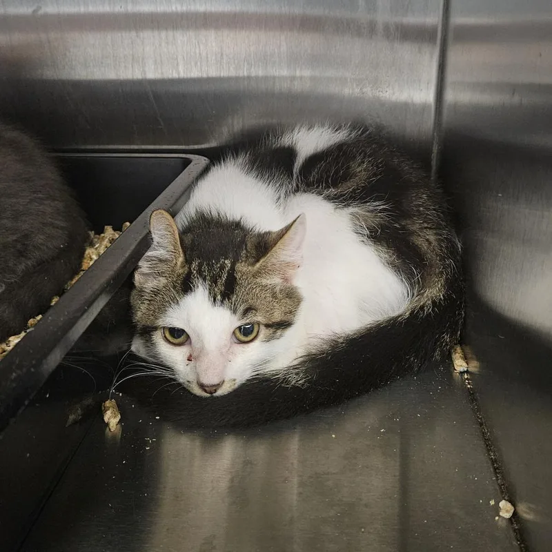 A baby small-sized male Brown / Chocolate Domestic Short Hair cat named Josh for adoption in Ridgely, MD
