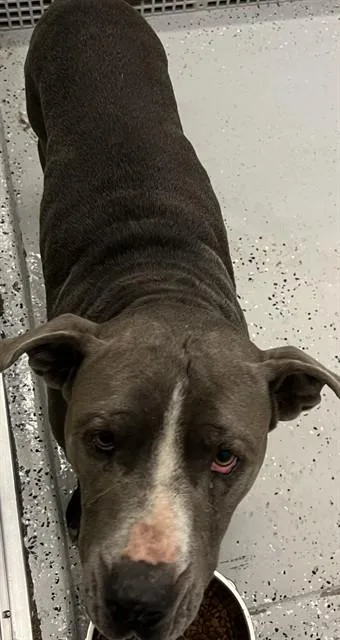 An adult large-sized male Pit Bull Terrier dog named Ace for adoption in Forney, TX