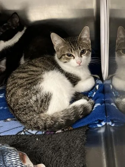 A baby small-sized male Domestic Short Hair cat named Busch for adoption in Fergus Falls, MN