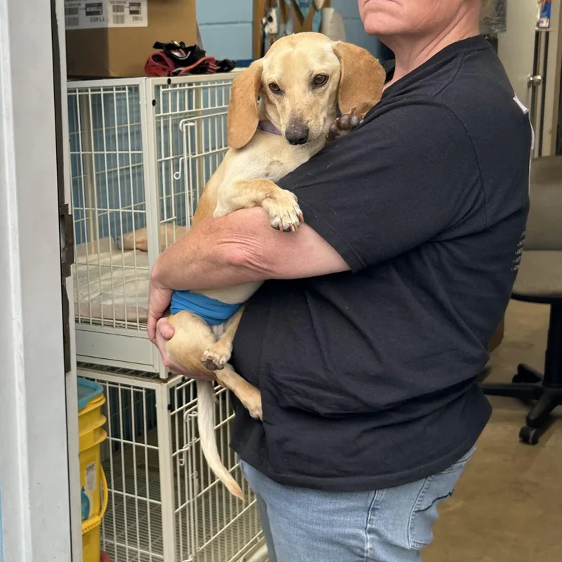 Jellybean thumbnail 2