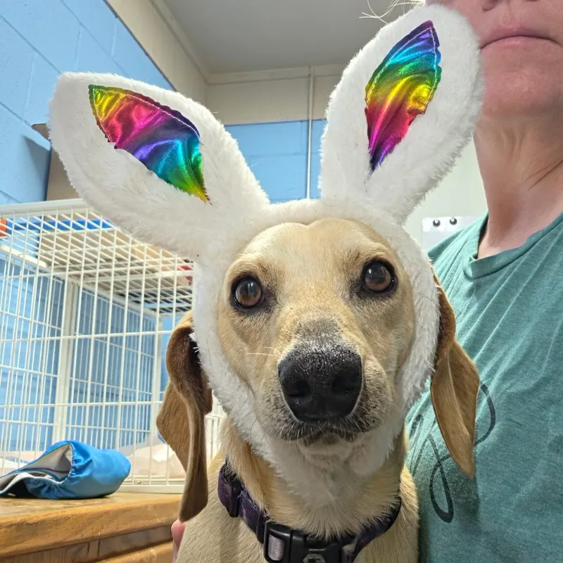 Jellybean thumbnail 3