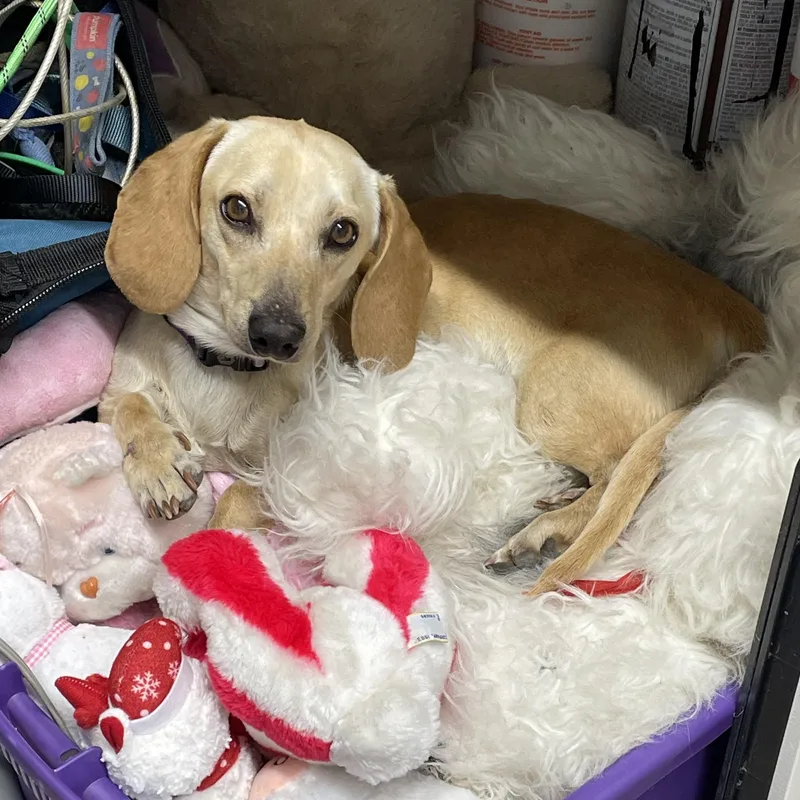 Jellybean thumbnail 4