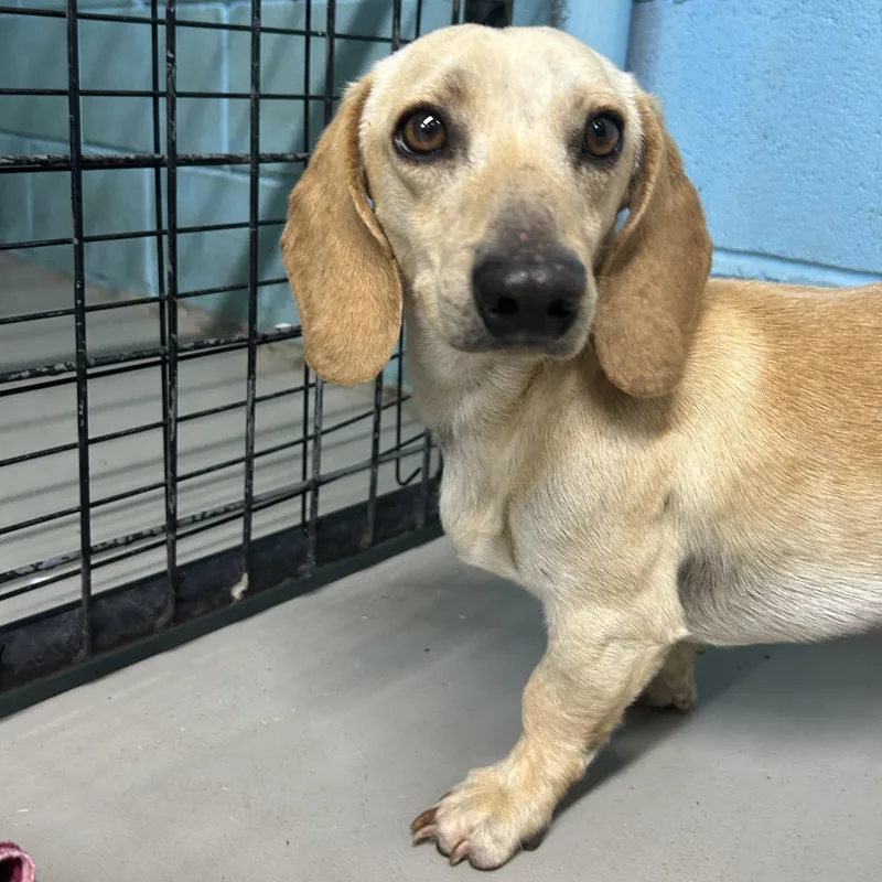 Jellybean thumbnail 5