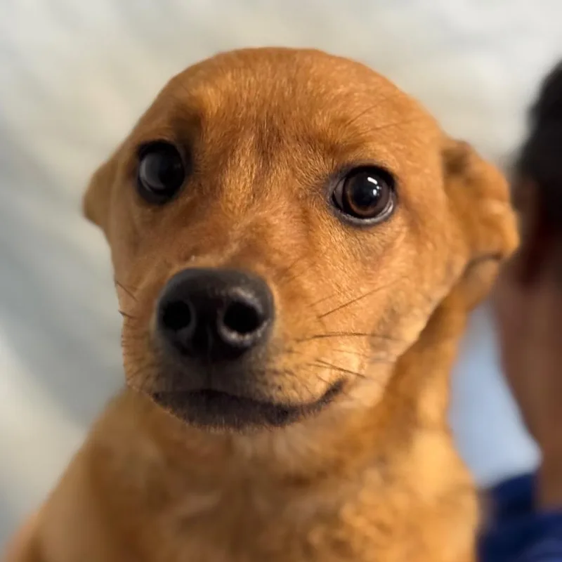 A baby small-sized female Yellow / Tan / Blond / Fawn Shepherd dog named Fable for adoption in Santa Barbara, CA