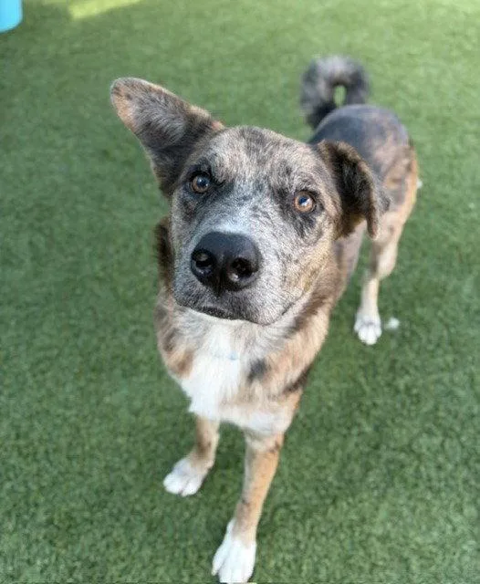 An adult large-sized male Terrier dog named Shadow for adoption in Bloomfield, CT