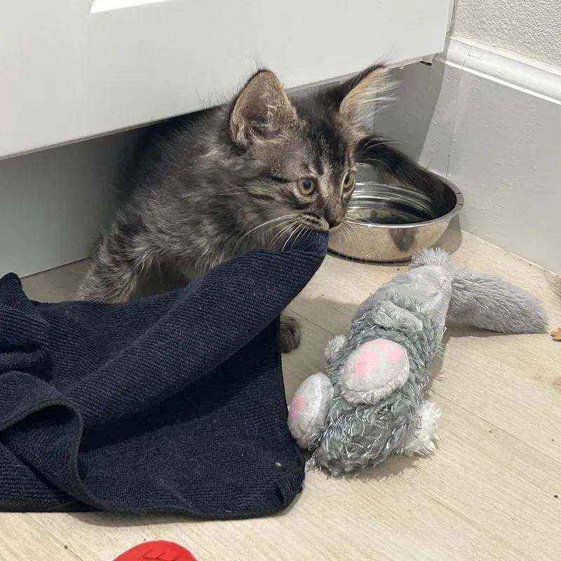 A baby small-sized male Brown / Chocolate Domestic Medium Hair cat named Eggs for adoption in Tustin, CA