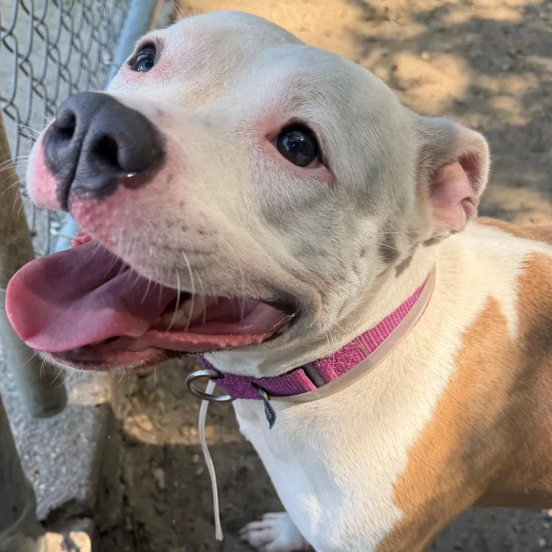 A young medium-sized female Mixed Breed dog named Truffle for adoption in Brookhaven, NY