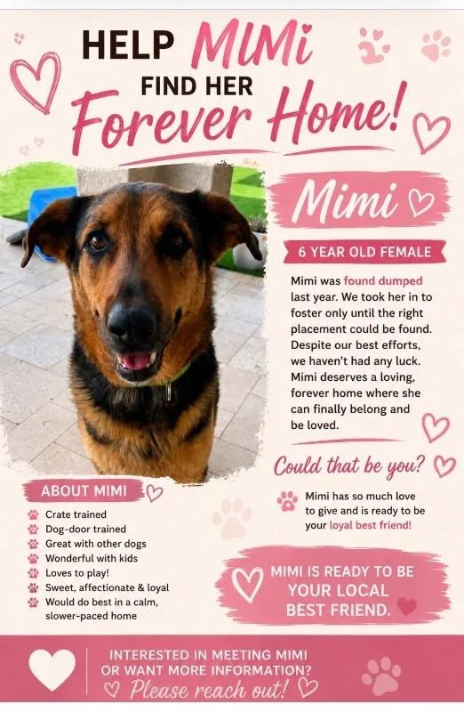 An adult large-sized female Black German Shepherd Dog dog named Mimi for adoption in Anthem, AZ