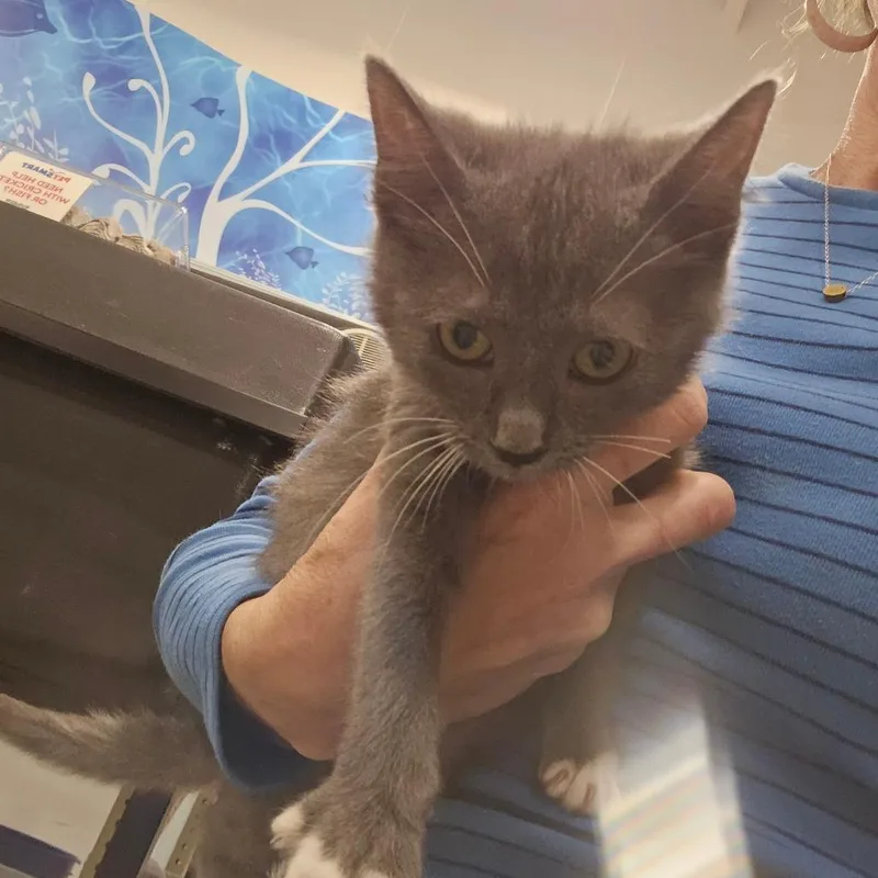 A young small-sized female Gray / Blue / Silver Domestic Short Hair cat named Ozzy AKA Boba for adoption in Melrose, FL
