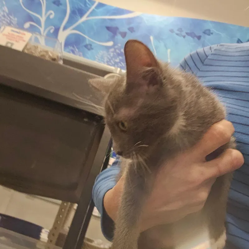 Ozzy AKA Boba thumbnail 2