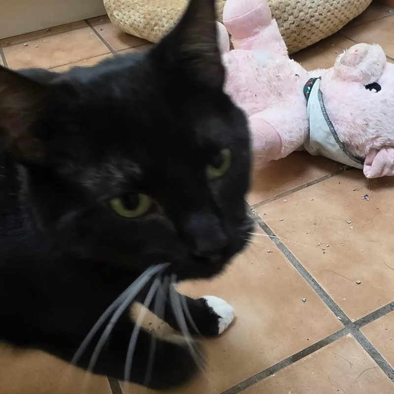Ozzy AKA Boba thumbnail 5