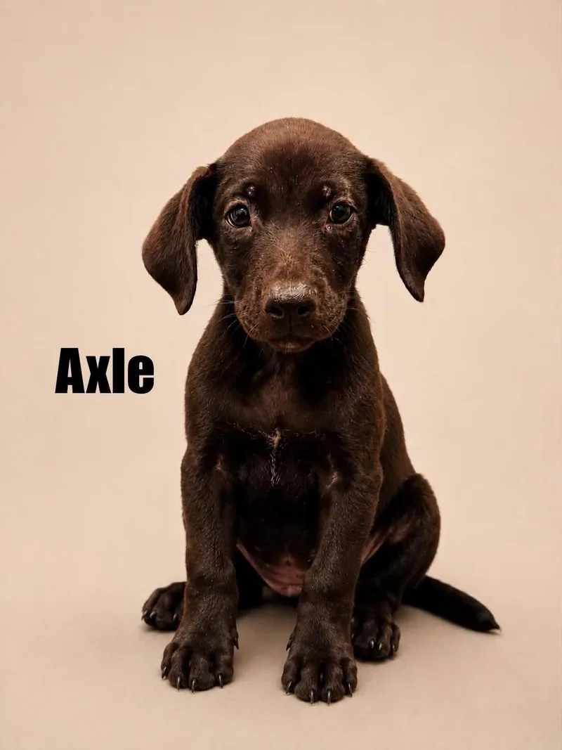 Axle