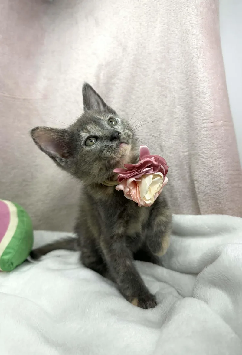 A baby medium-sized female Dilute Calico cat named Rice Krispie for adoption in Tavares, FL
