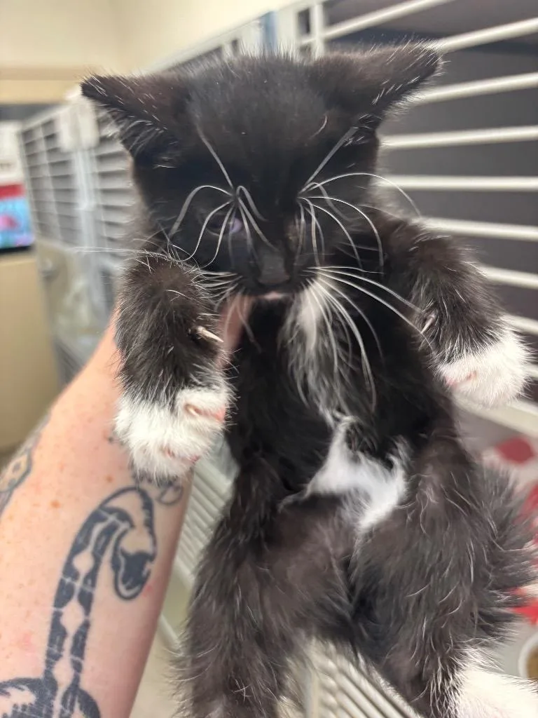 A baby small-sized female Domestic Short Hair cat named Psylocke for adoption in Liverpool, NY