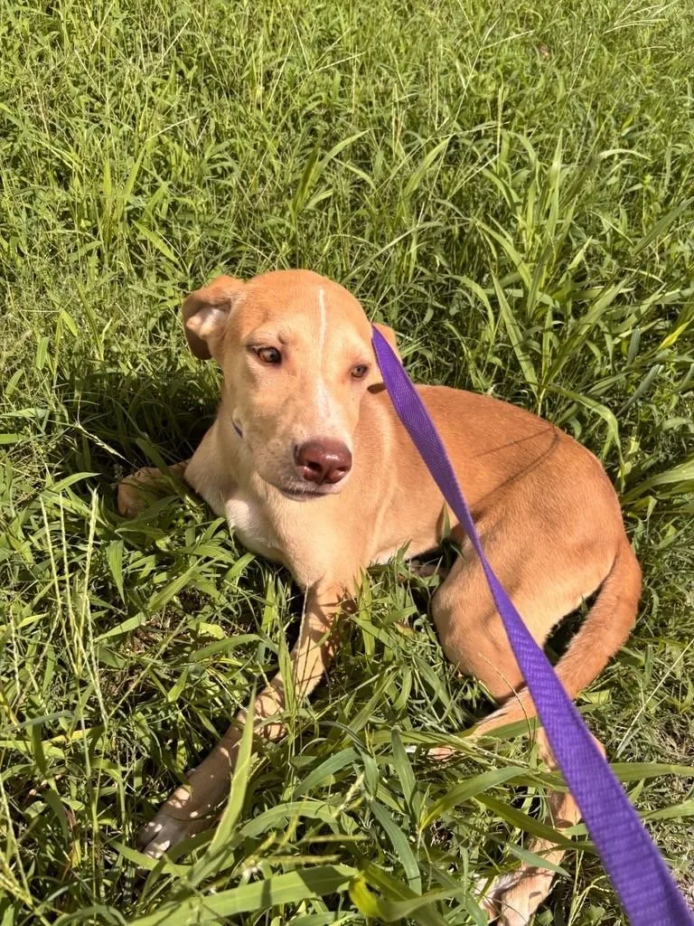 A baby small-sized female Yellow / Tan / Blond / Fawn Greyhound dog named Thelma for adoption in Jenks, OK