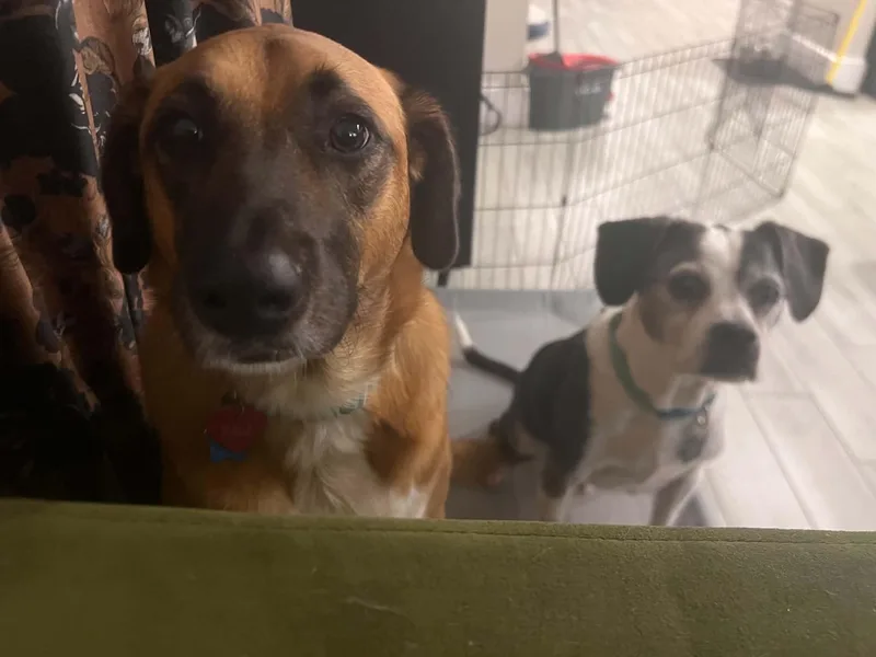 Nala thumbnail 2