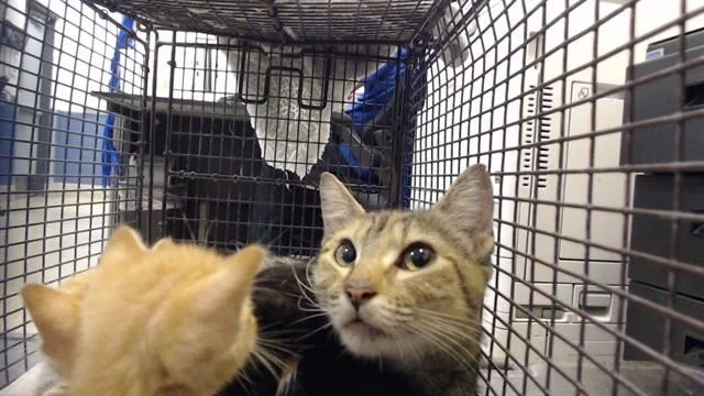 A young small-sized female Domestic Short Hair cat named Asia for adoption in Miami, FL