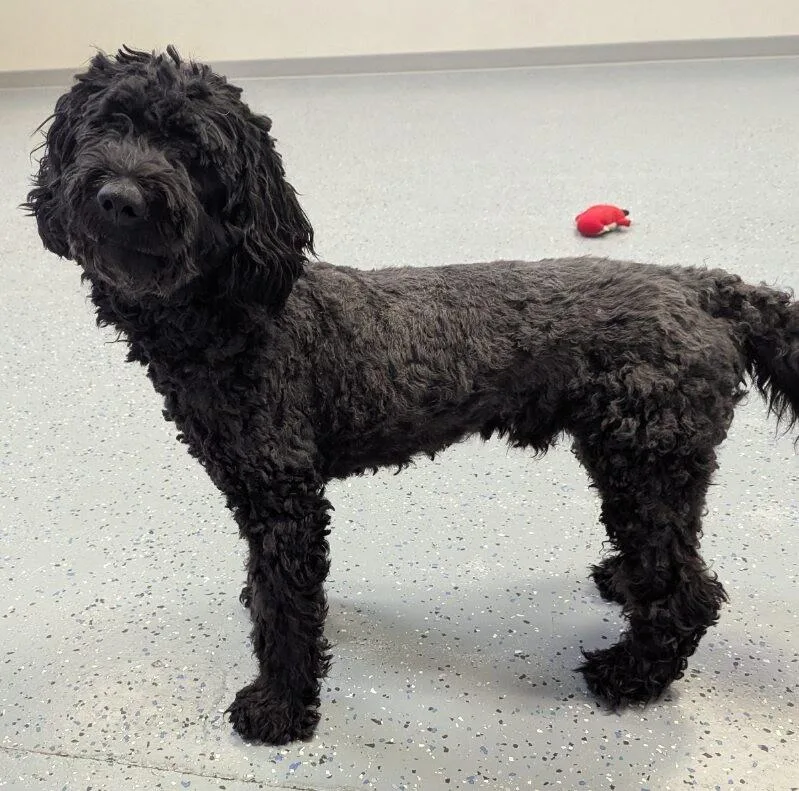 An adult medium-sized male Goldendoodle dog named Blair for adoption in Yankton, SD