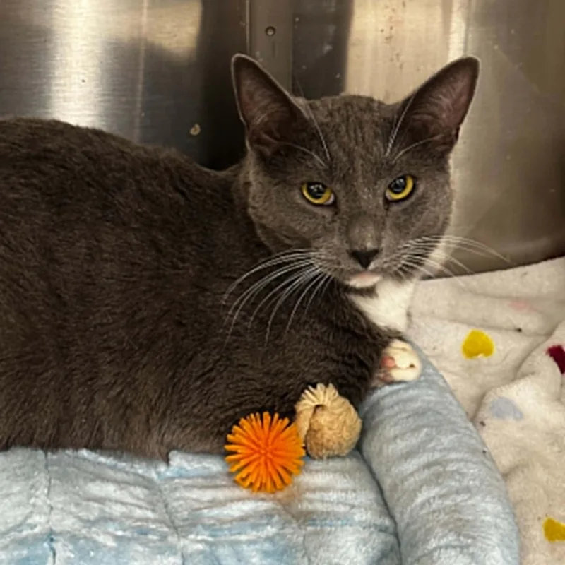An adult medium-sized female Gray & White Domestic Short Hair cat named Mouse for adoption in Antioch, CA