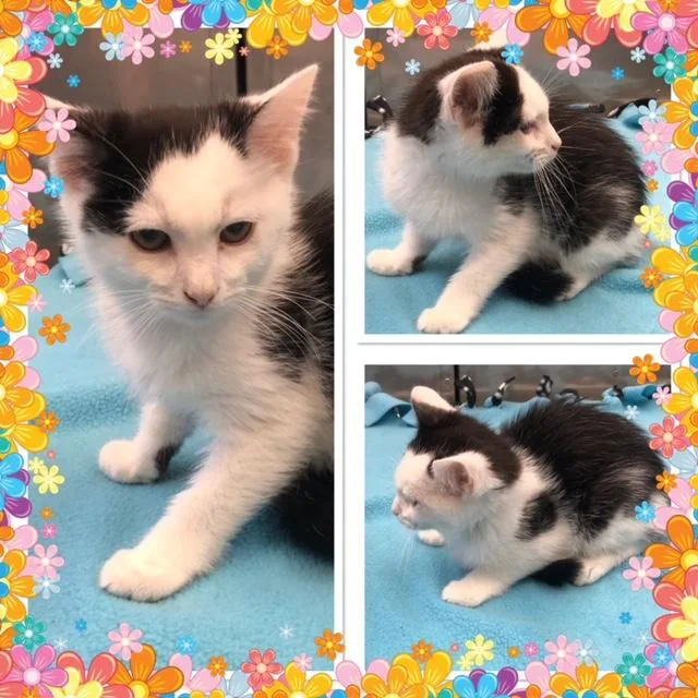 A baby small-sized male Domestic Medium Hair cat named Lance for adoption in Buckhannon, WV