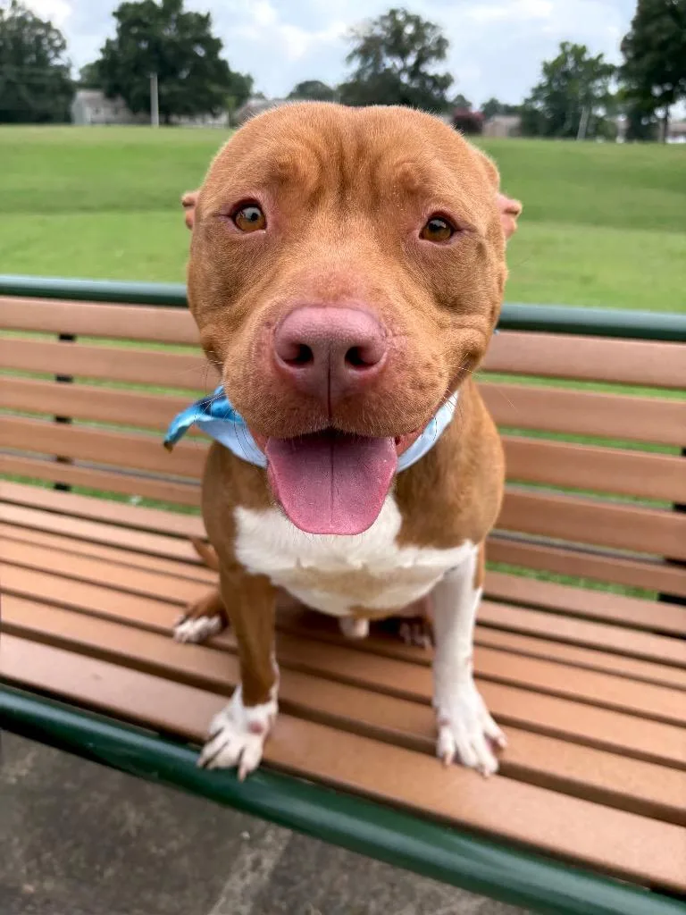 An adult large-sized male Pit Bull Terrier dog named Nick G for adoption in Princeton, MA