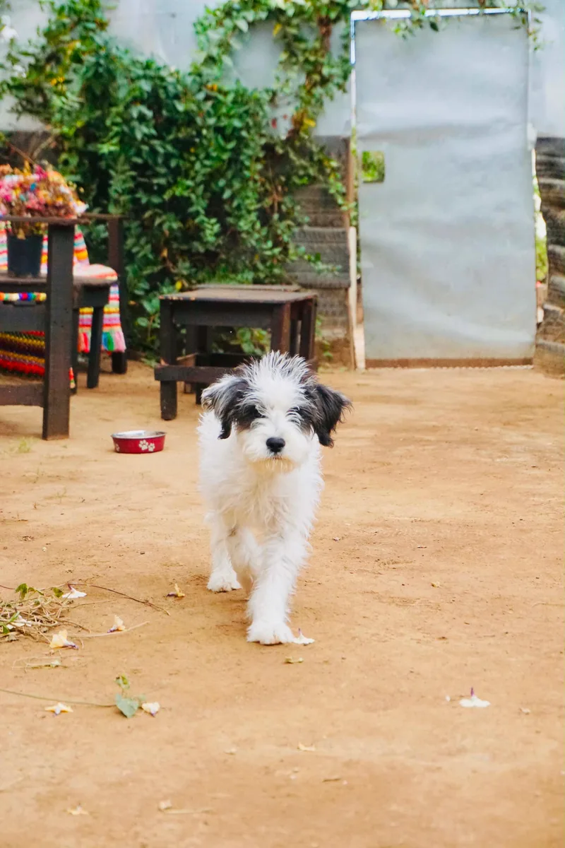 A baby small-sized male Havanese dog named Kaian for adoption in San Diego, CA